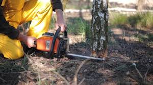 Best Commercial Tree Services  in Rensselaer, IN