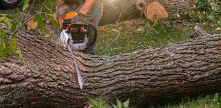 Best Lot and Land Clearing  in Rensselaer, IN