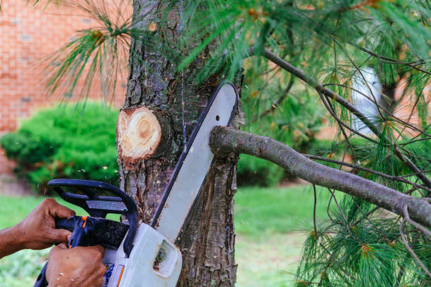 Best Emergency Tree Removal  in Rensselaer, IN